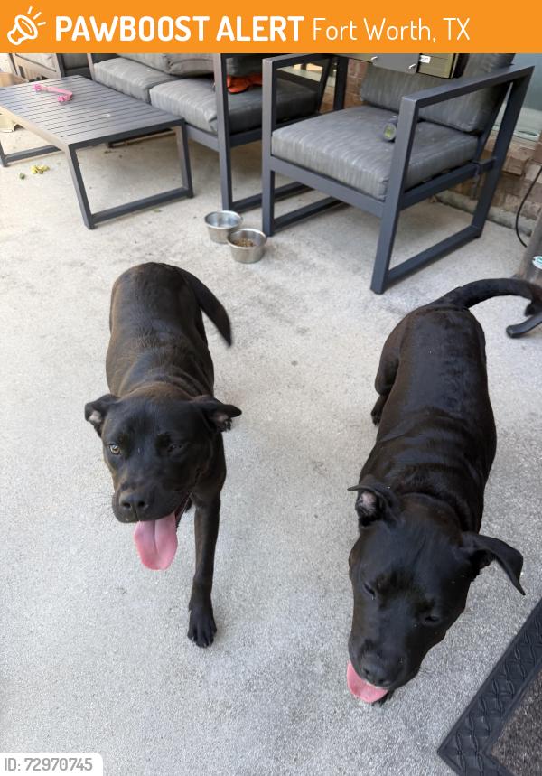Found/Stray Male Dog last seen Ten Mile Bridge and Newcastle, Fort Worth, TX 76135