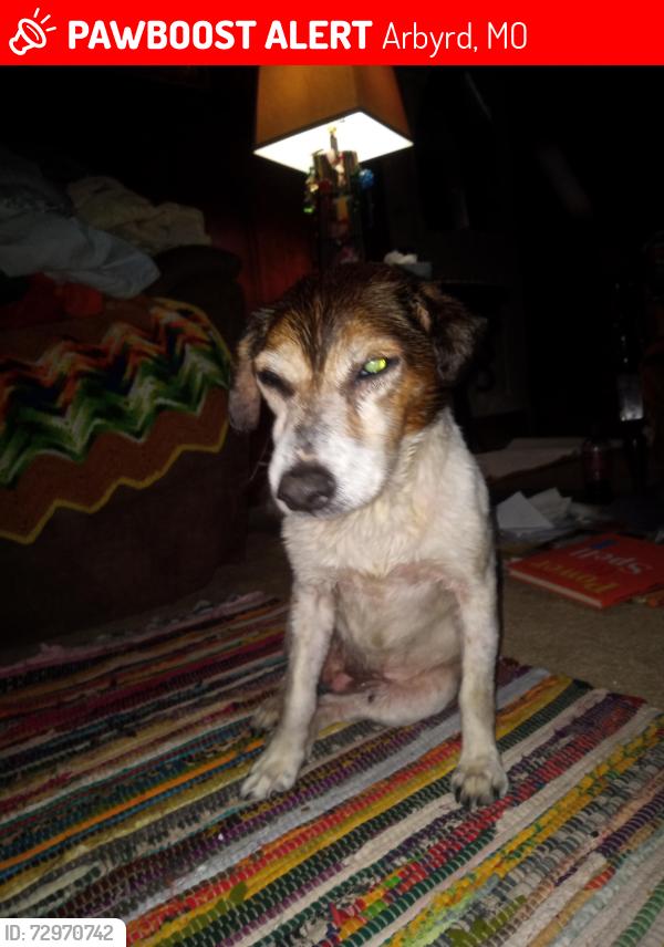 Lost Female Dog last seen Arbyrd mo, Arbyrd, MO 63821