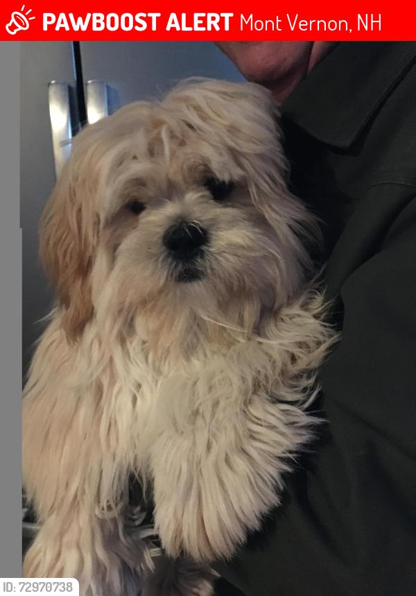 Lost Female Dog last seen christmas tree lane & mobile coach lane, Mont Vernon, NH 03057