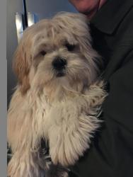 Lost Female Dog last seen christmas tree lane & mobile coach lane, Mont Vernon, NH 03057