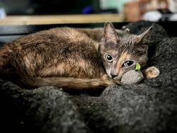 Reunited Female Cat last seen Grant and Berry St or Grant and Avalon , Santa Cruz, CA 95060