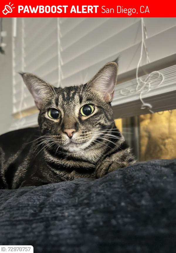 Lost Male Cat last seen Windmill Farms , San Diego, CA 92120