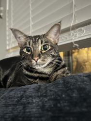 Lost Male Cat last seen Windmill Farms , San Diego, CA 92120