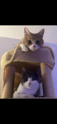 Reunited Male Cat last seen Near Kent montreal, Montréal, QC H3S 1M8