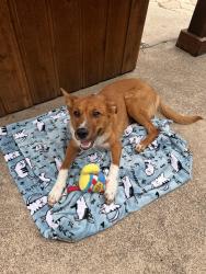 Found/Stray Male Dog last seen Woodstream Trail, Fort Worth, TX 76133