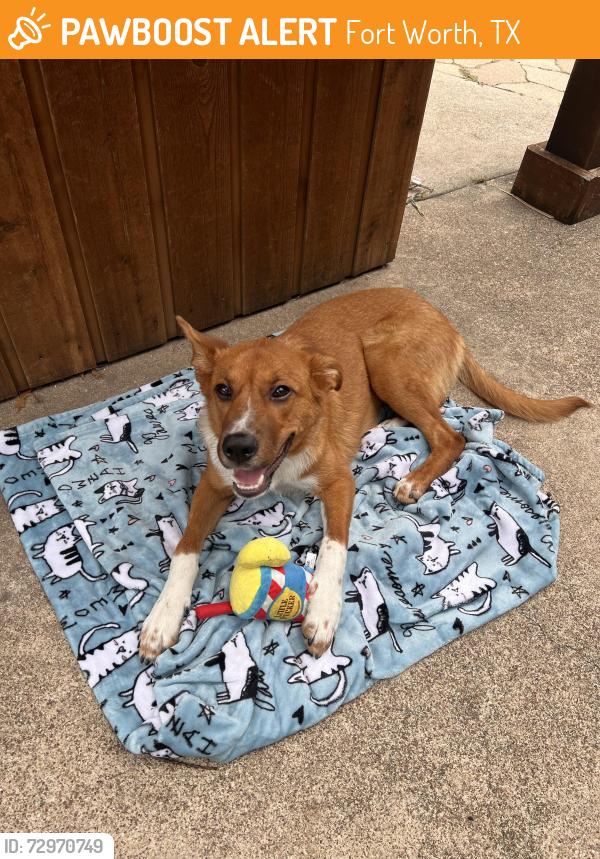 Found/Stray Male Dog last seen Woodstream Trail, Fort Worth, TX 76133