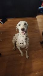Reunited Female Dog last seen Aderholdt and bittersweet, Gaston County, NC 28033