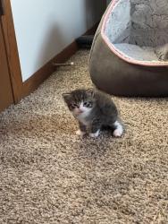 Reunited Male Cat last seen Pullman ave, Saint Paul Park, MN 55071