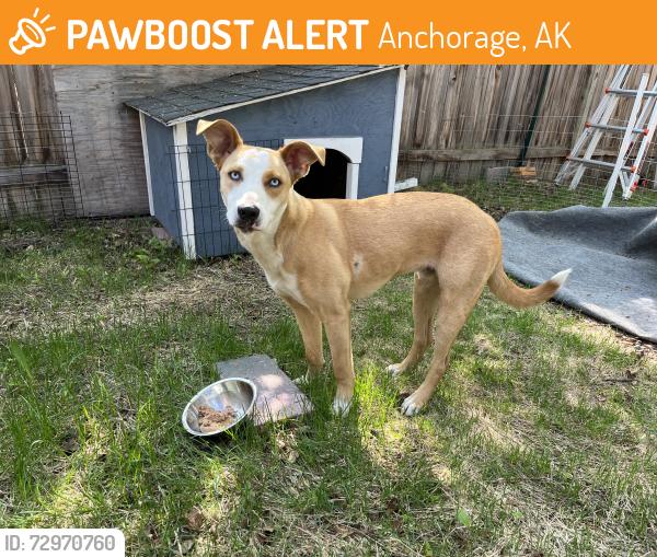 Found/Stray Male Dog last seen Minnesota & Benson, Anchorage, AK 99517