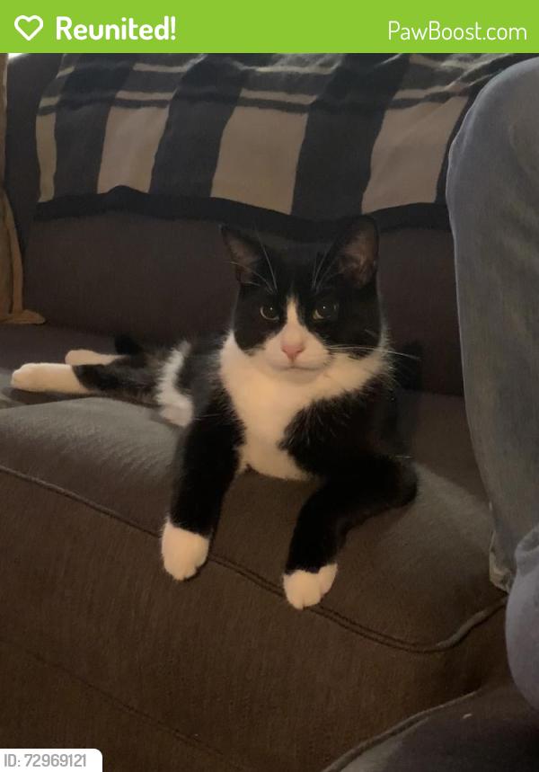 Reunited Male Cat last seen Dwight and Kelton, Pittsburgh, PA 15216