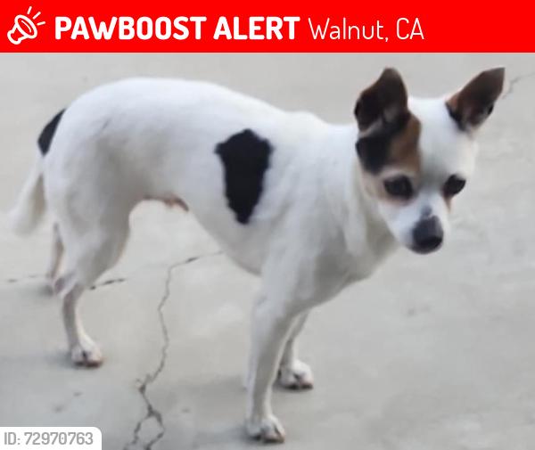 Lost Female Dog last seen Platt River Dr., Walnut, CA 91789