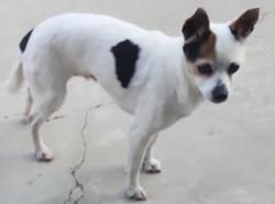 Lost Female Dog last seen Platt River Dr., Walnut, CA 91789