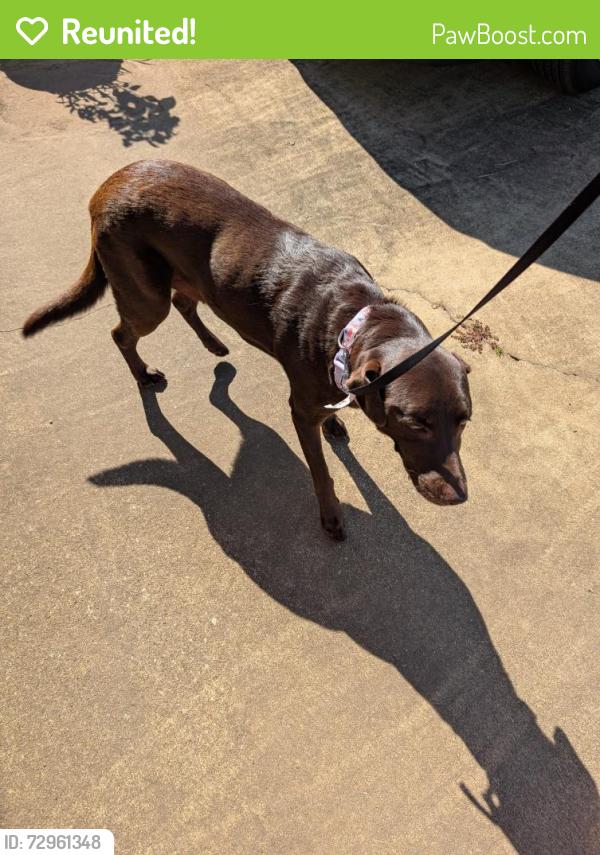 Reunited Female Dog last seen Creeskstone sub division off 280 and Uniroyal road, Opelika, AL 36804