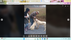 Reunited Male Dog last seen Simerly Creek/Piney Grove, Hampton, TN 37658