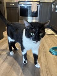 Reunited Male Cat last seen Near w Mitc st , Arlington, TX 76013