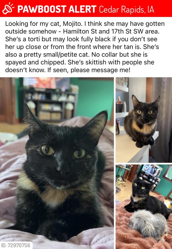 Lost Female Cat last seen Close to Czech Village area, Cedar Rapids, IA 52404