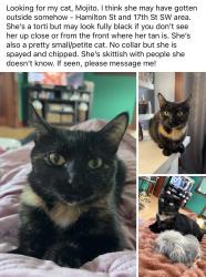 Lost Female Cat last seen Close to Czech Village area, Cedar Rapids, IA 52404