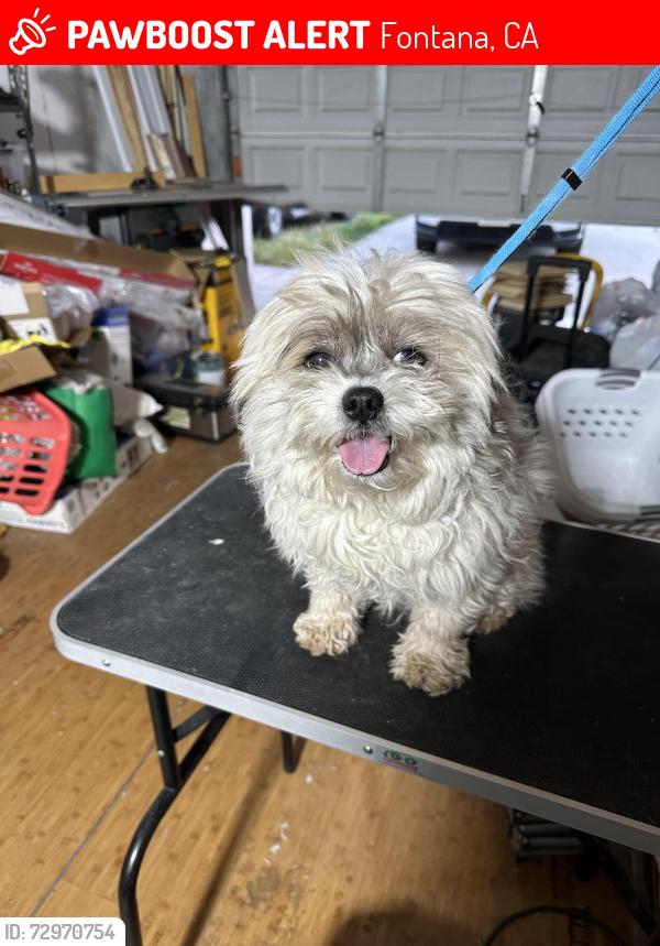 Lost Male Dog last seen Cupid Way and San Bernardino , Fontana, CA 92335