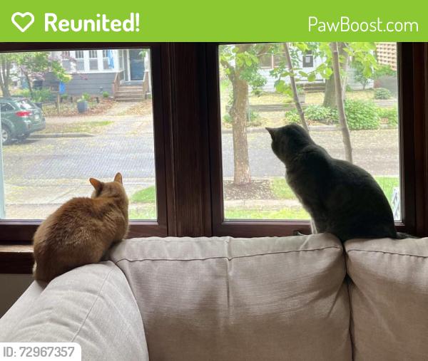 Reunited Female Cat last seen Fair Oaks, Oakridge, and Atwood Avenue, Madison, WI 53704