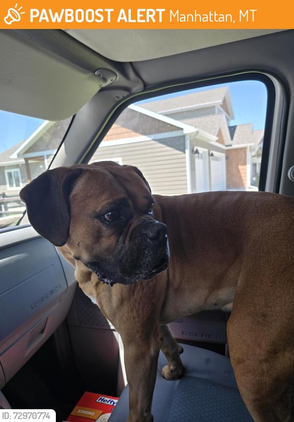 Found/Stray Male Dog last seen Downtown , Manhattan, MT 59741