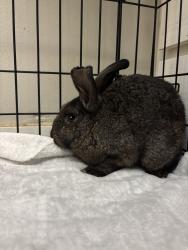 Found/Stray Unknown Rabbit last seen Locke ave, Fort Worth, TX 76107