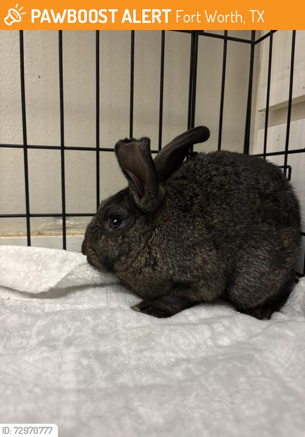 Found/Stray Unknown Rabbit last seen Locke ave, Fort Worth, TX 76107
