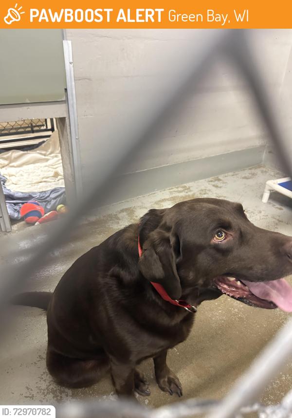 Found/Stray Unknown Dog last seen Humane society, Green Bay, WI 54302
