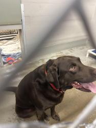 Found/Stray Unknown Dog last seen Humane society, Green Bay, WI 54302