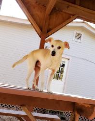Lost Male Dog last seen Near sinala dr , Houston, TX 77083