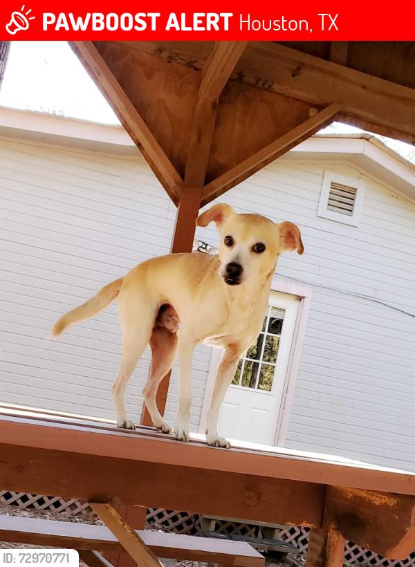 Lost Male Dog last seen Near sinala dr , Houston, TX 77083