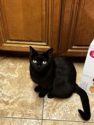 Lost Female Cat last seen Navarro St, Los Angeles, CA 90032