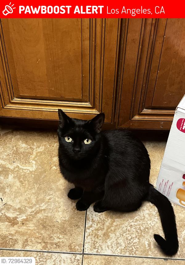 Lost Female Cat last seen Navarro St, Los Angeles, CA 90032