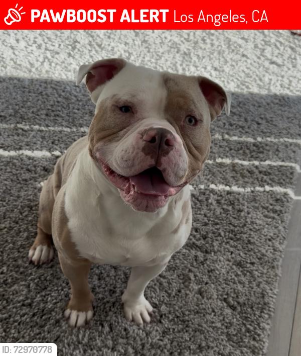 Lost Male Dog last seen Plummer and Oso, Los Angeles, CA 91311