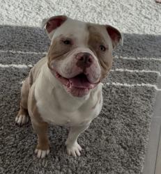 Lost Male Dog last seen Plummer and Oso, Los Angeles, CA 91311