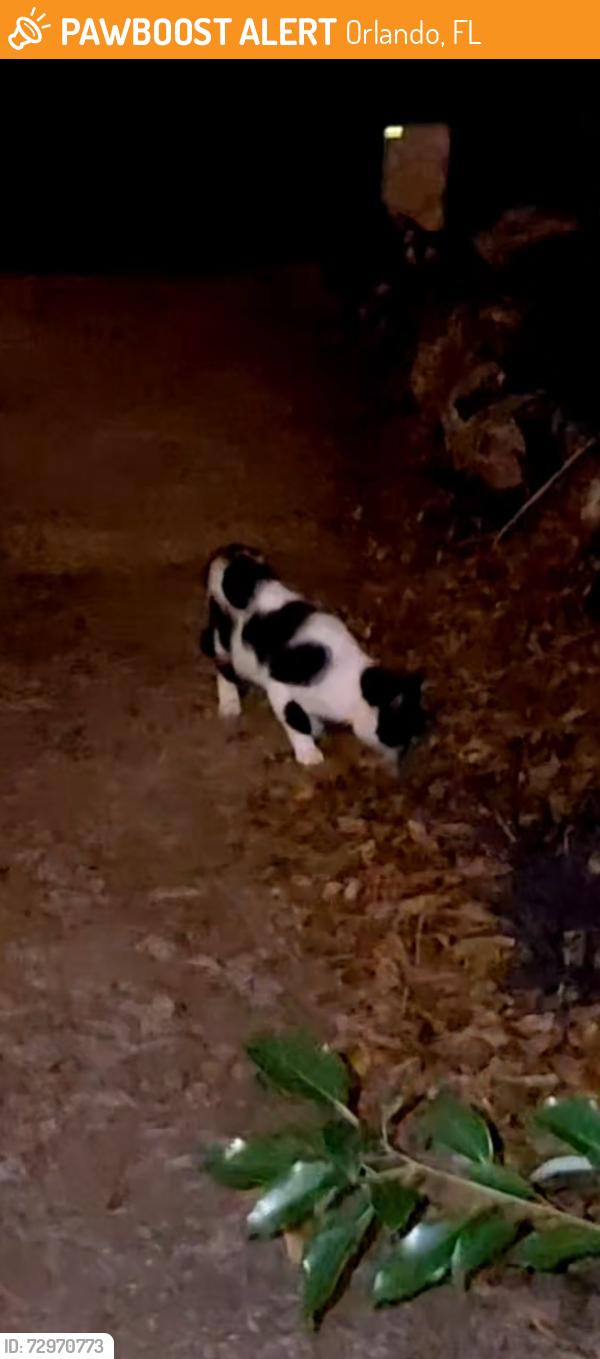 Found/Stray Unknown Cat last seen Compass Drive/Jujube Drive, Orlando, FL 32810