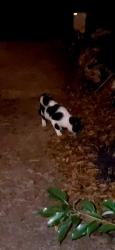 Found/Stray Unknown Cat last seen Compass Drive/Jujube Drive, Orlando, FL 32810