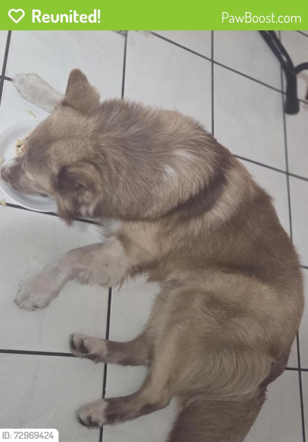 Reunited Male Dog last seen Near avenida, Miami, FL 33126