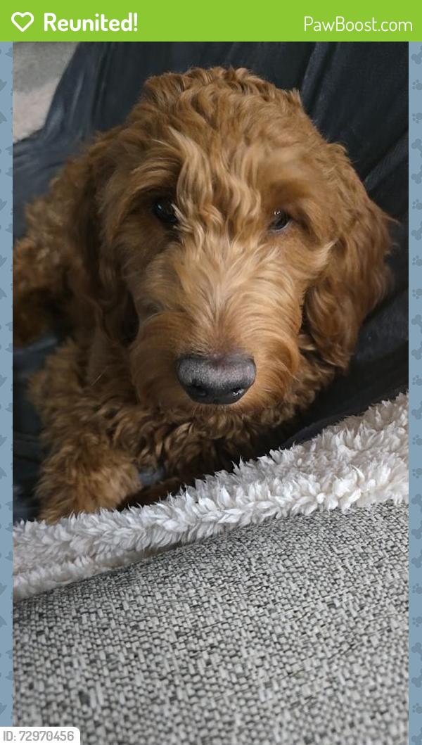 Reunited Male Dog last seen Middleton rd and flamingo Ave in nampa, Nampa, ID 83651