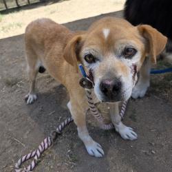 Shelter Stray Male Dog last seen Near BLK LEMON AVE. LONG BEACH CA 90805, Long Beach, CA 90815