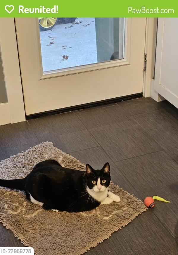 Reunited Female Cat last seen Woodwind Lakes Dr and Rolling Fork 77040, Houston, TX 77040