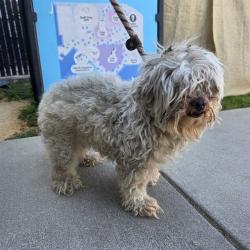 Shelter Stray Female Dog last seen Near BLK W 48TH ST, LONG BEACH, CA 90805, Long Beach, CA 90815