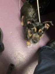 Shelter Stray Female Dog last seen Near BLOCK BLCK PINE AVE, LONG BEACH, CA 90806, Long Beach, CA 90815