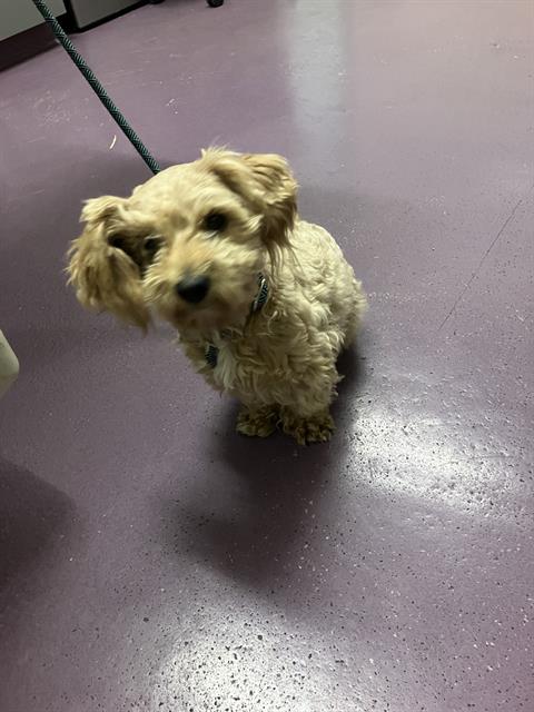 Shelter Stray Male Dog last seen Near BLK E SOUTH ST, LONG BEACH, CA 90805, Long Beach, CA 90815