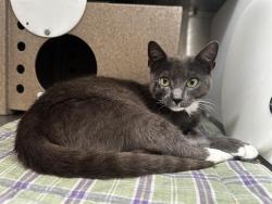 Shelter Stray Male Cat last seen , Orlando, FL 32839