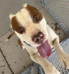 Shelter Stray Male Dog last seen Near BLOCK KREBS RD, BAKERSFIELD CA 93308, Bakersfield, CA 93308