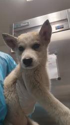 Shelter Stray Female Dog last seen Near BLOCK PRICE ST, BAKERSFIELD CA 93307, Bakersfield, CA 93308