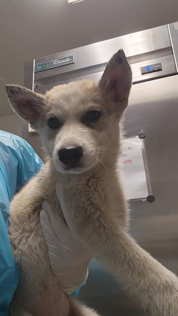 Shelter Stray Female Dog last seen Near BLOCK PRICE ST, BAKERSFIELD CA 93307, Bakersfield, CA 93308