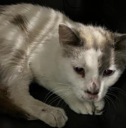 Shelter Stray Unknown Cat last seen SHELLEY DR LEESBURG, Deer Island, FL 32778