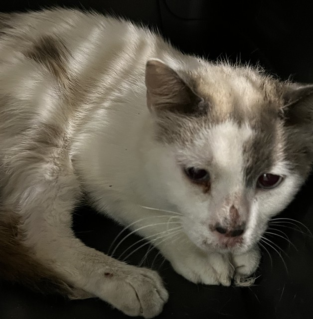 Shelter Stray Unknown Cat last seen SHELLEY DR LEESBURG, Deer Island, FL 32778