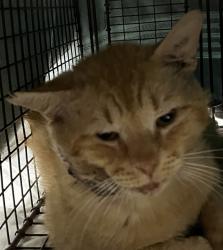Shelter Stray Male Cat last seen BURNHAM CT CLERMONT, Deer Island, FL 32778